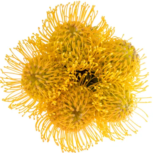 Nutans gelb/orange Haw Catherinae 30cm