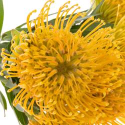 Nutans gelb/orange Haw Catherinae 30cm