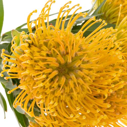 Nutans gelb/orange Haw Catherinae 30cm