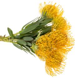 Nutans gelb/orange Haw Catherinae 30cm