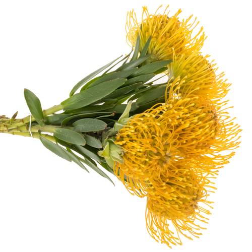 Nutans gelb/orange Haw Catherinae 30cm