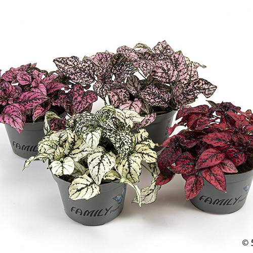 Hypoestes Phyllostachya mix T11 H012
