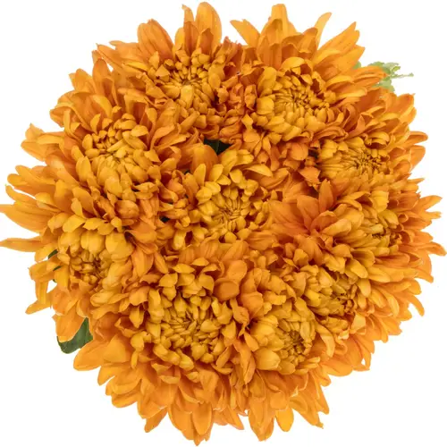 Chrys.Freil.Deko braunAstro 90 Gramm 80cm