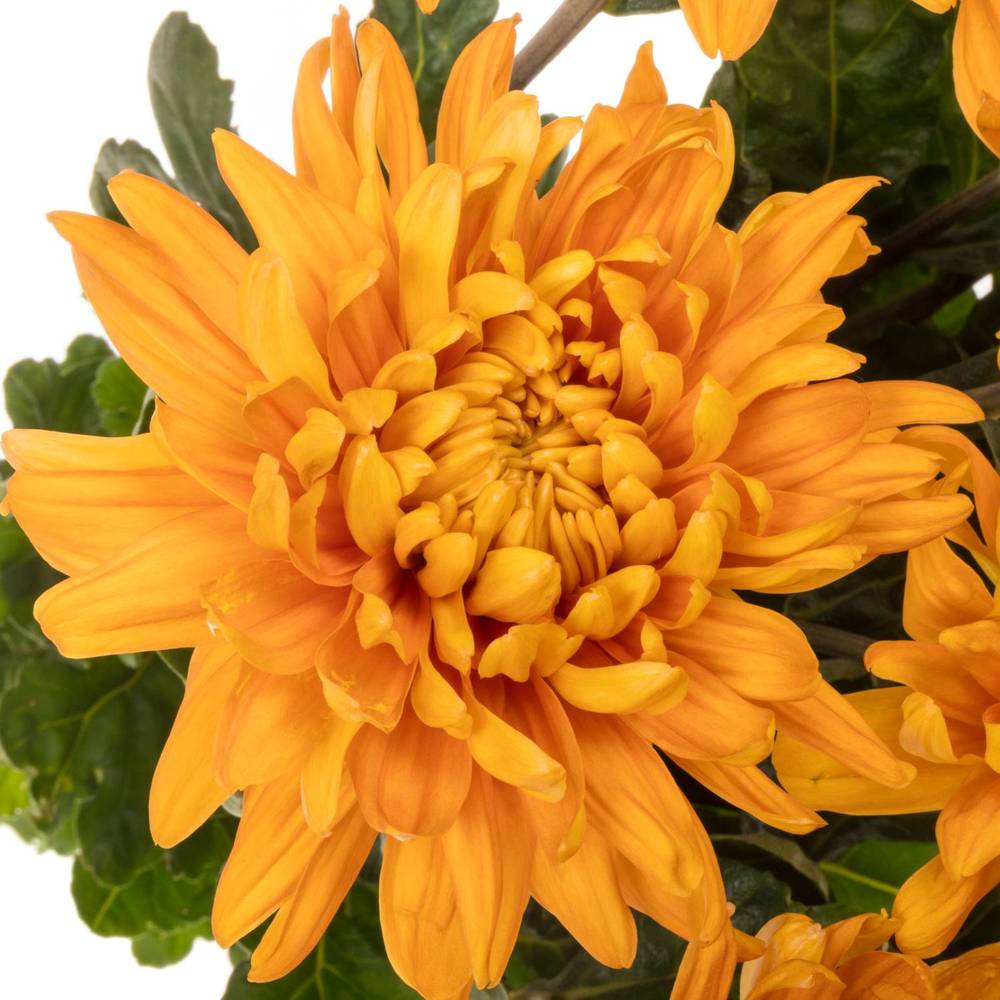 Chrys.Freil.Deko braunAstro 90 Gramm 80cm