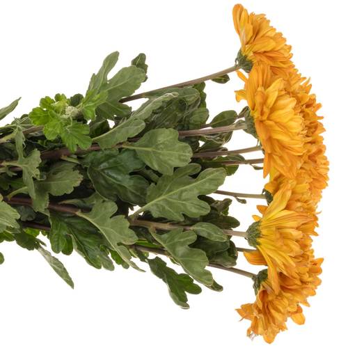 Chrys.Freil.Deko braunAstro 90 Gramm 80cm