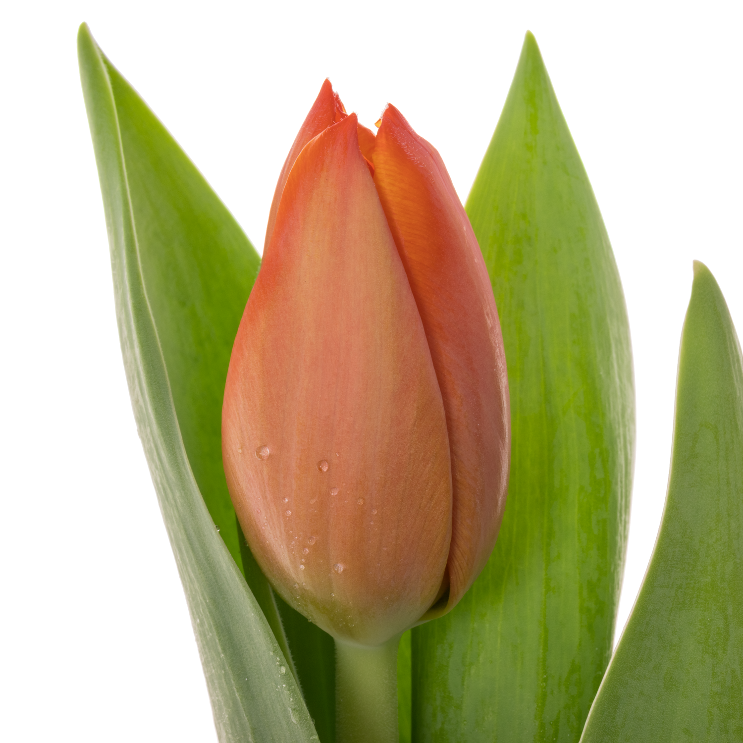 Tulpe orange Ad Rem 40 Gramm