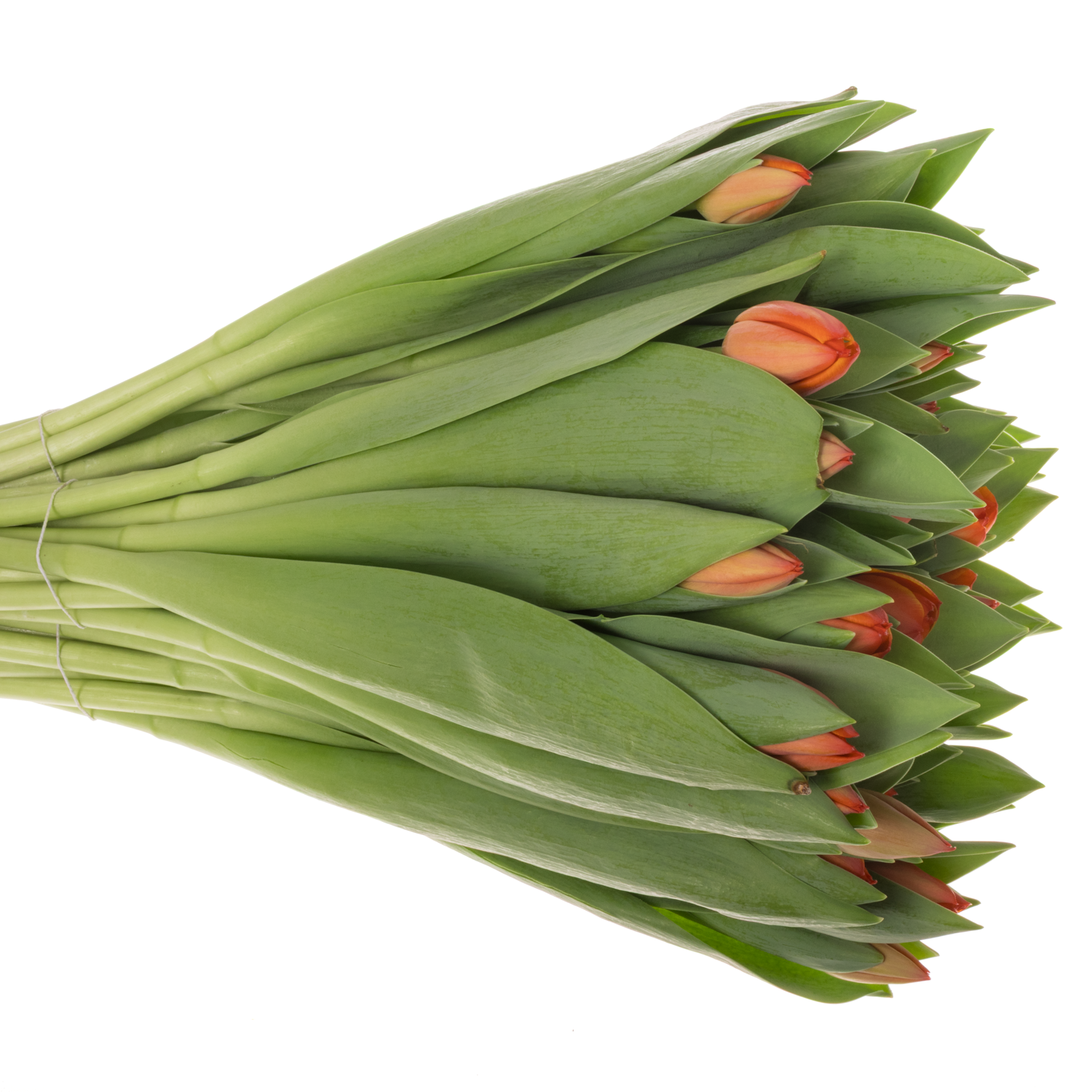 Tulpe orange Ad Rem 40 Gramm