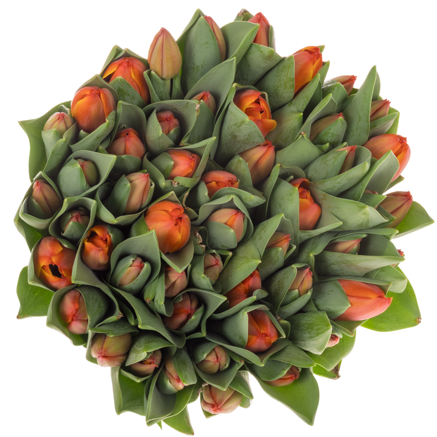 Tulpe orange Ad Rem 40 Gramm