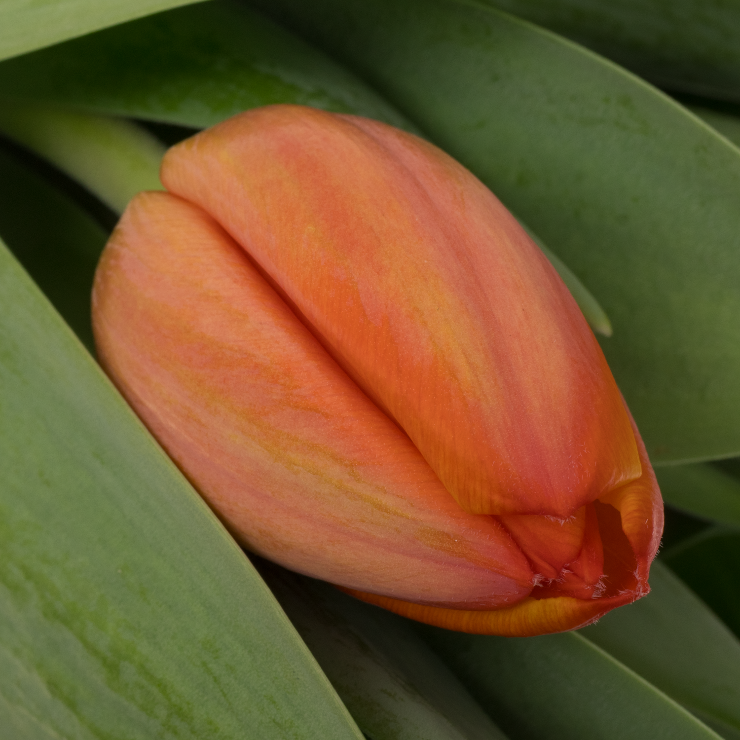 Tulpe orange Ad Rem 40 Gramm