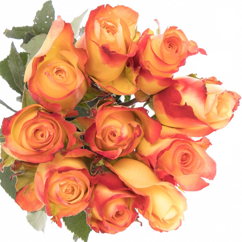 Rose gelb/orange Encanto (Ec) 50cm X10
