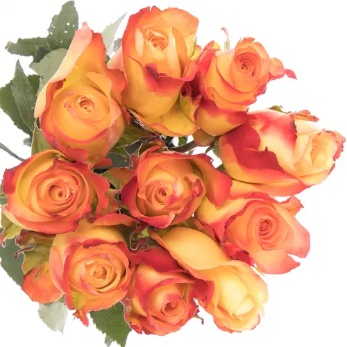 Rose gelb/orange Encanto (Ec) 50cm X10