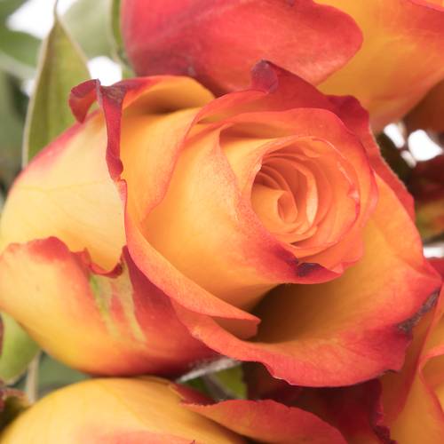 Rose gelb/orange Encanto (Ec) 50cm X10