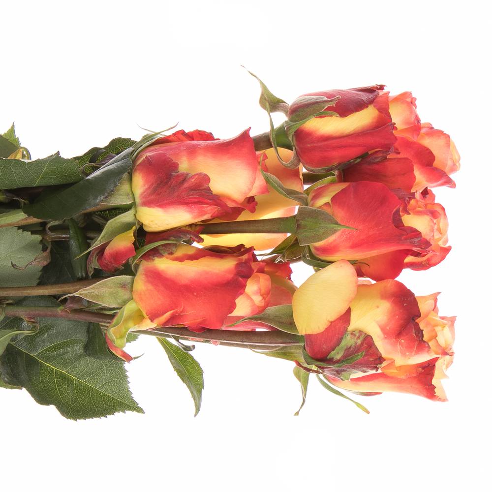 Rose gelb/orange Encanto (Ec) 50cm X10