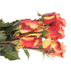 Rose gelb/orange Encanto (Ec) 50cm X10