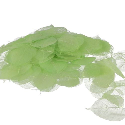 Skeleton Blätter lime x200