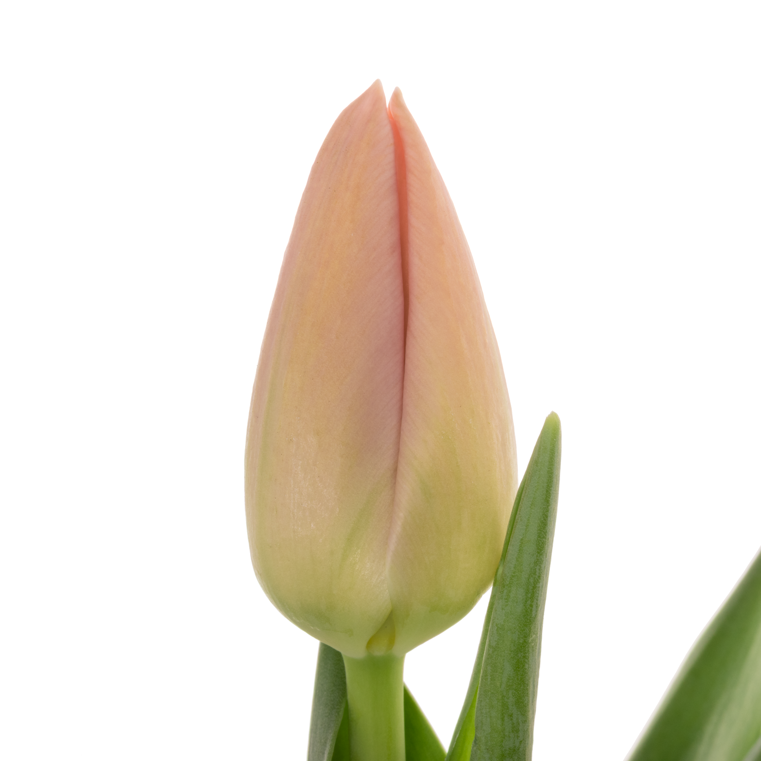 Franz.apricot Ollioules 50 Gramm 44cm