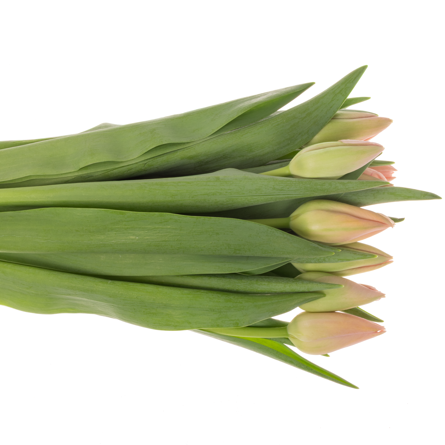 Franz.apricot Ollioules 50 Gramm 44cm