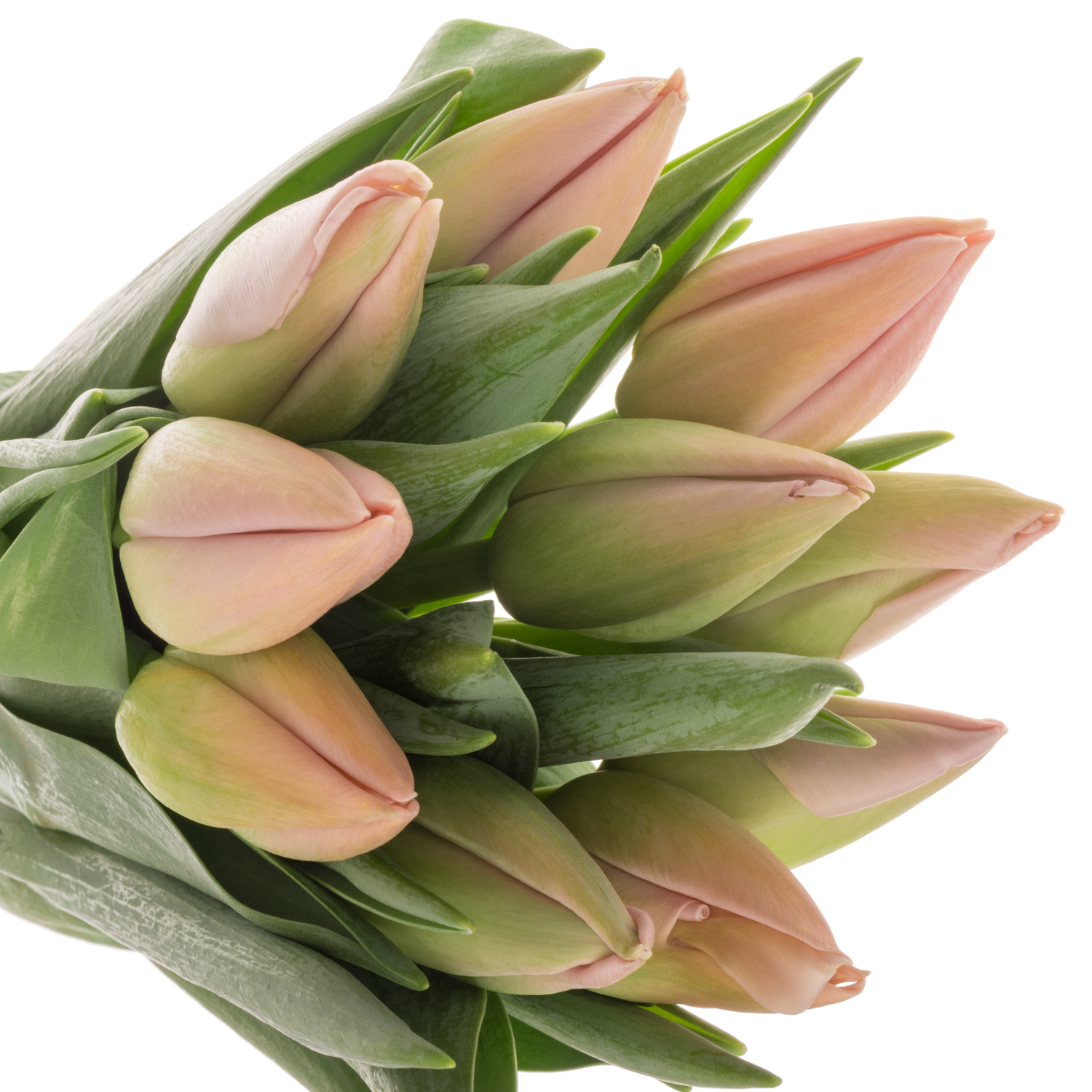 Franz.apricot Ollioules 50 Gramm 44cm