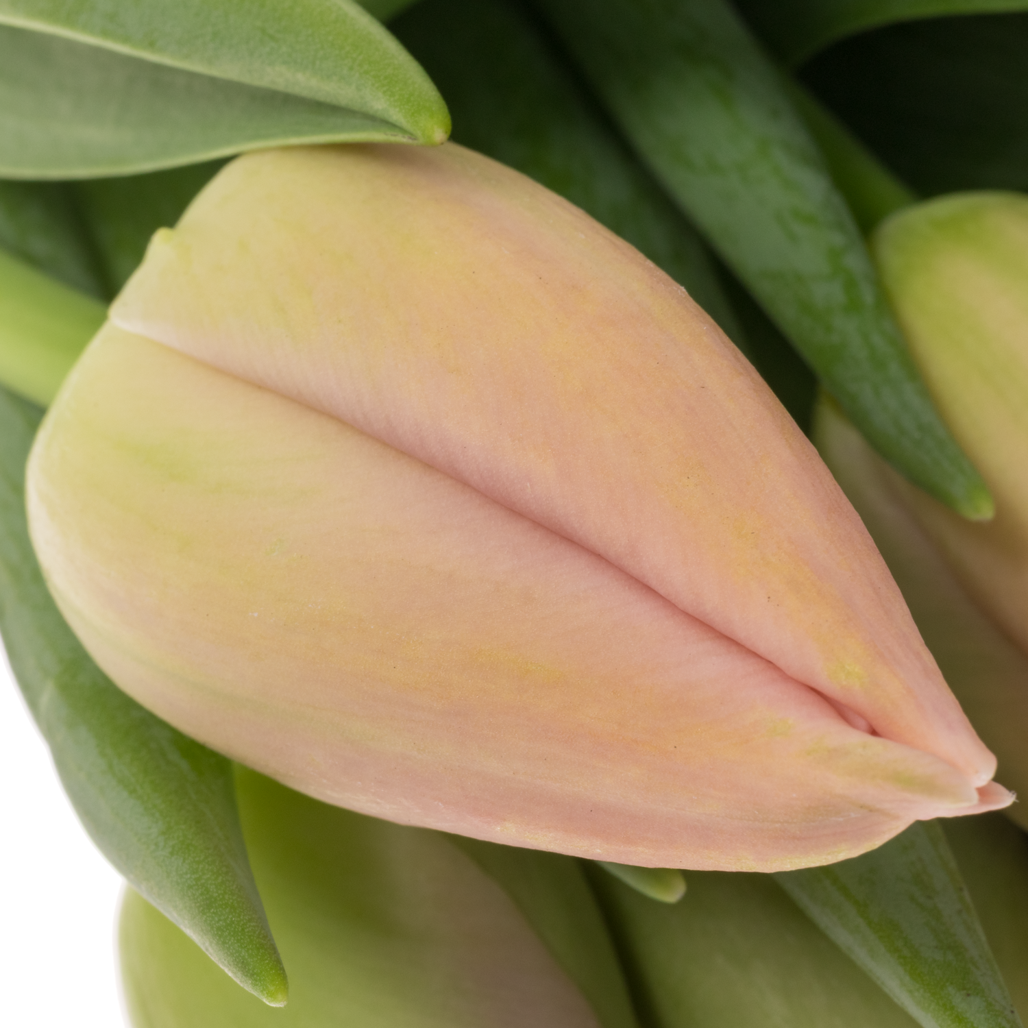 Franz.apricot Ollioules 50 Gramm 44cm