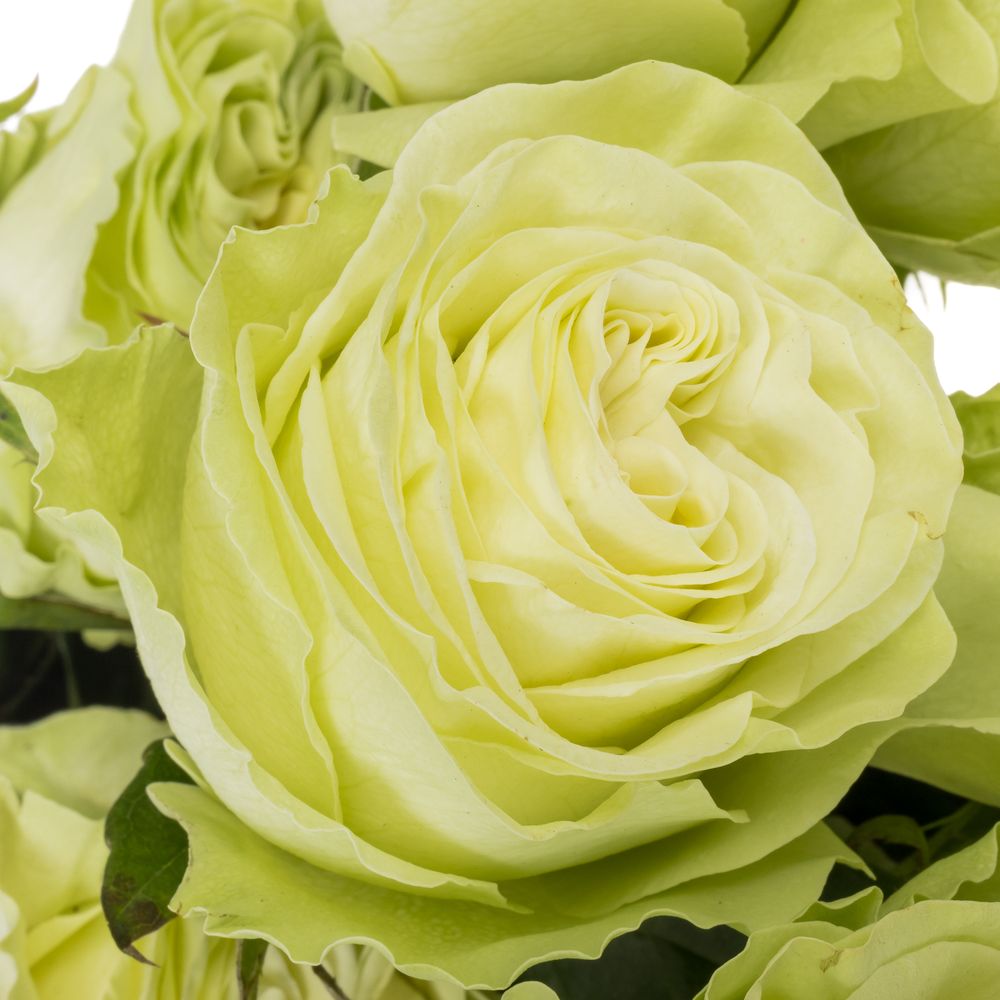 Rose grün Wasabi X10 (Ec) 70cm (Rosen Ecuador) Heyl