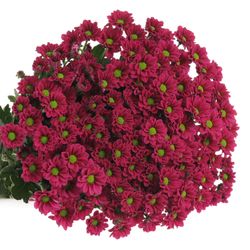 Santini lila Jytte 55cm 900 Gramm