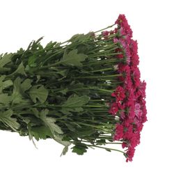 Santini lila Jytte 55cm 900 Gramm