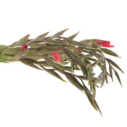 Colvillis pink Charme 60cm