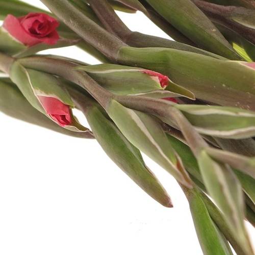 Colvillis pink Charme 60cm