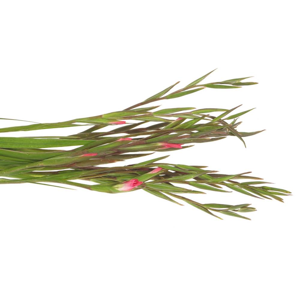 Colvillis pink Charme 60cm