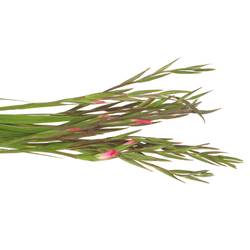 Colvillis pink Charme 60cm