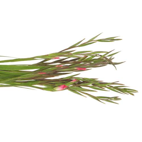 Colvillis pink Charme 60cm