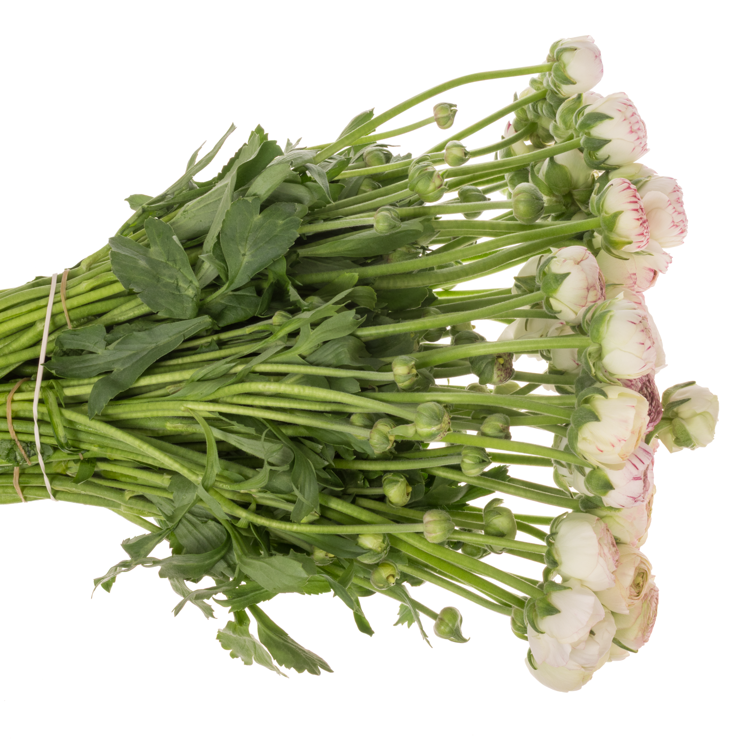 Ranunkel creme-hell rosa Aazur Pink Stripe NL x50 40 Gramm 40cm