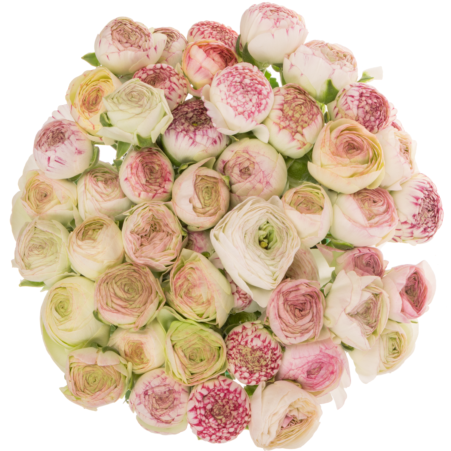 Ranunkel creme-hell rosa Aazur Pink Stripe NL x50 40 Gramm 40cm