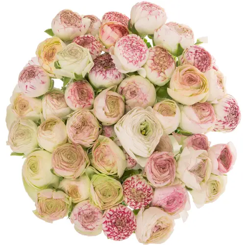 Ranunkel creme-hell rosa Aazur Pink Stripe NL x50 40 Gramm 40cm