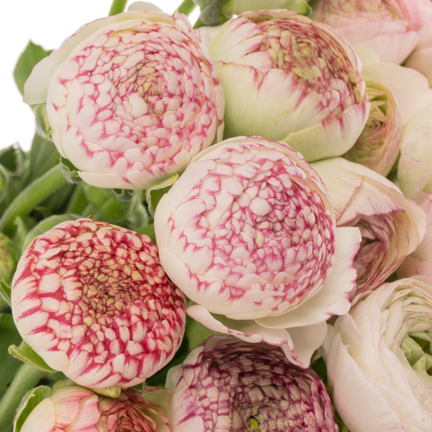 Ranunkel creme-hell rosa Aazur Pink Stripe NL x50 40 Gramm 40cm