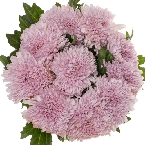 Chrys.Deko rosa-rosa Arcadia neu ! 80 Gramm 70cm