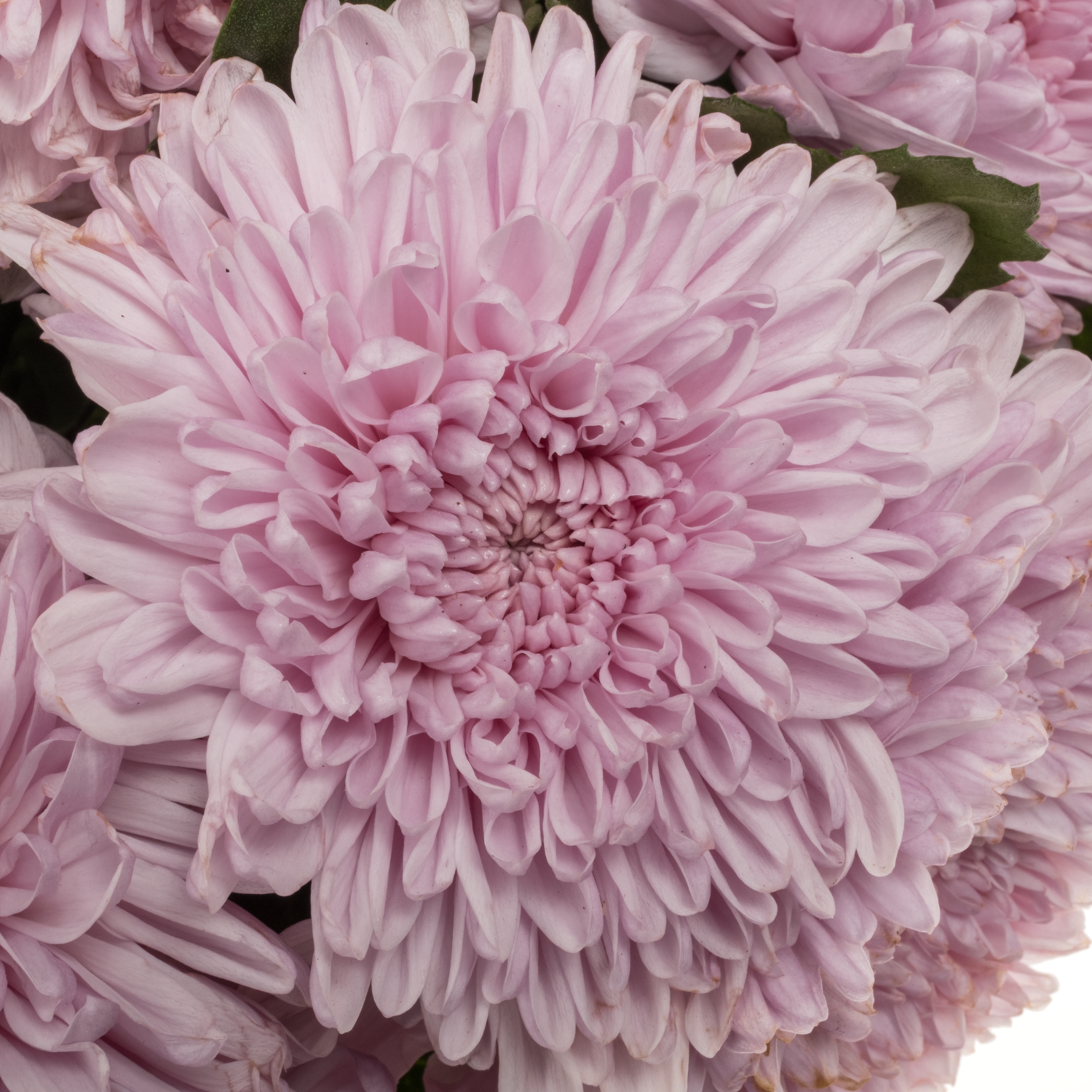 Chrys.Deko rosa-rosa Arcadia neu ! 80 Gramm 70cm