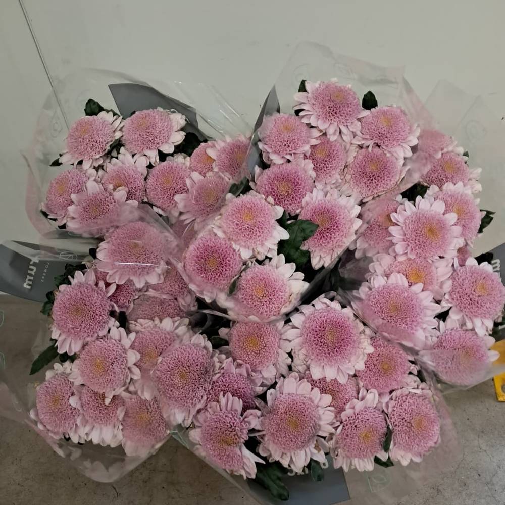 Chrys.Deko rosa-rosa Arcadia neu ! 80 Gramm 70cm