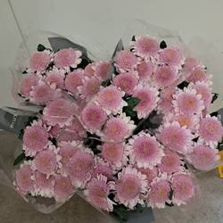 Chrys.Deko rosa-rosa Arcadia neu ! 80 Gramm 70cm