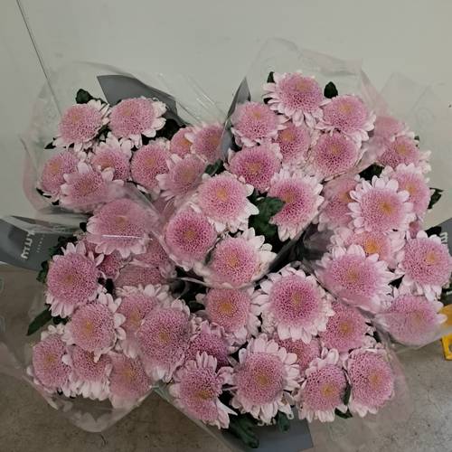 Chrys.Deko rosa-rosa Arcadia neu ! 80 Gramm 70cm