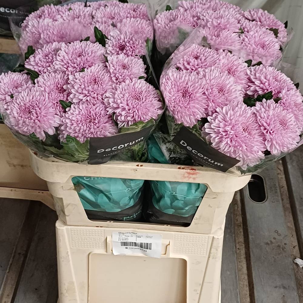 Chrys.Deko rosa-rosa Arcadia neu ! 80 Gramm 70cm