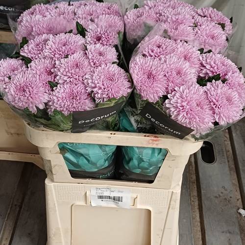 Chrys.Deko rosa-rosa Arcadia neu ! 80 Gramm 70cm
