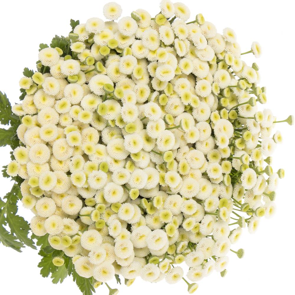 Matrecaria creme/weiss Rio 70cm