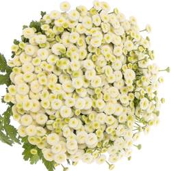 Matrecaria creme/weiss Rio 70cm