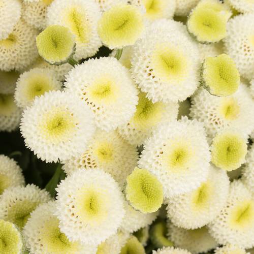 Matrecaria creme/weiss Rio 70cm