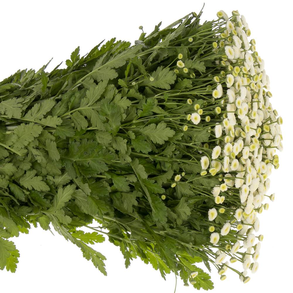 Matrecaria creme/weiss Rio 70cm