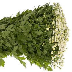 Matrecaria creme/weiss Rio 70cm