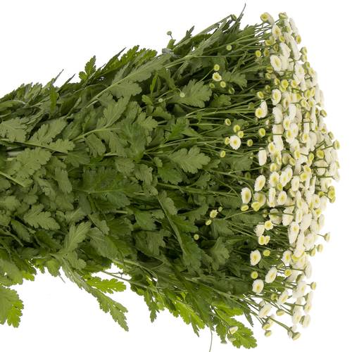 Matrecaria creme/weiss Rio 70cm