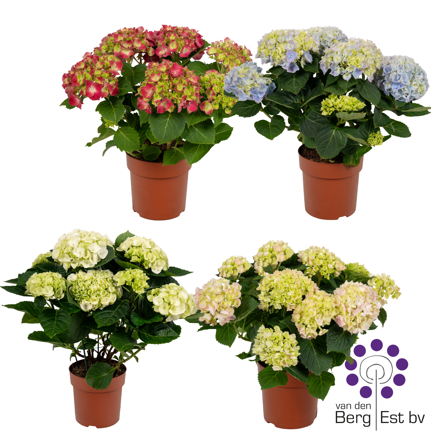 Hortensie mix 4+Blüte T14 H040
