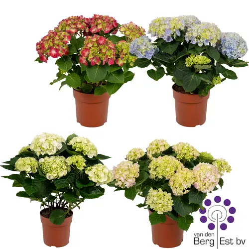 Hortensie mix 4+Blüte T14 H040